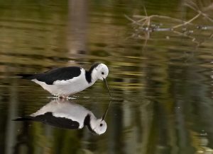 9 Pied Stilt