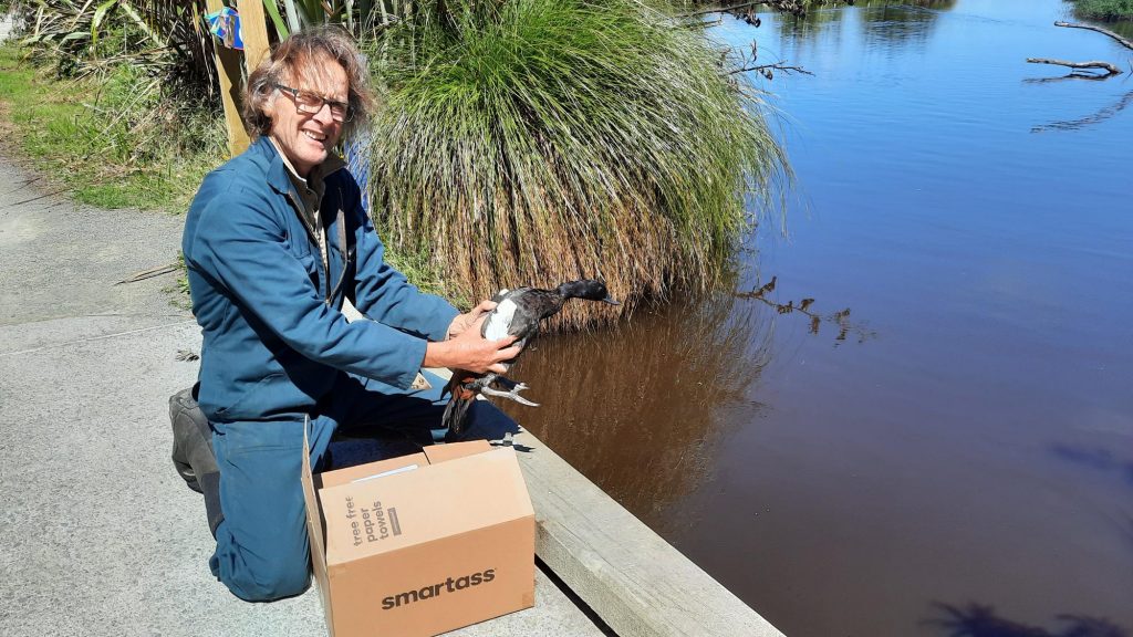 CCC ranger Phil Crutchley releasing rehabilitated ducks at Travis