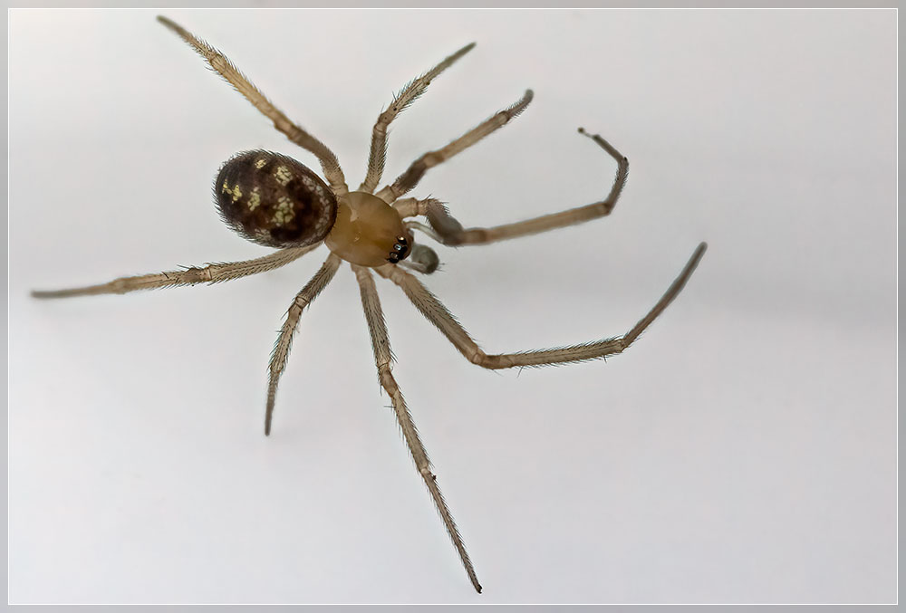 Theridiidae_Spider_GNZ20220223-2857 – Travis Wetland