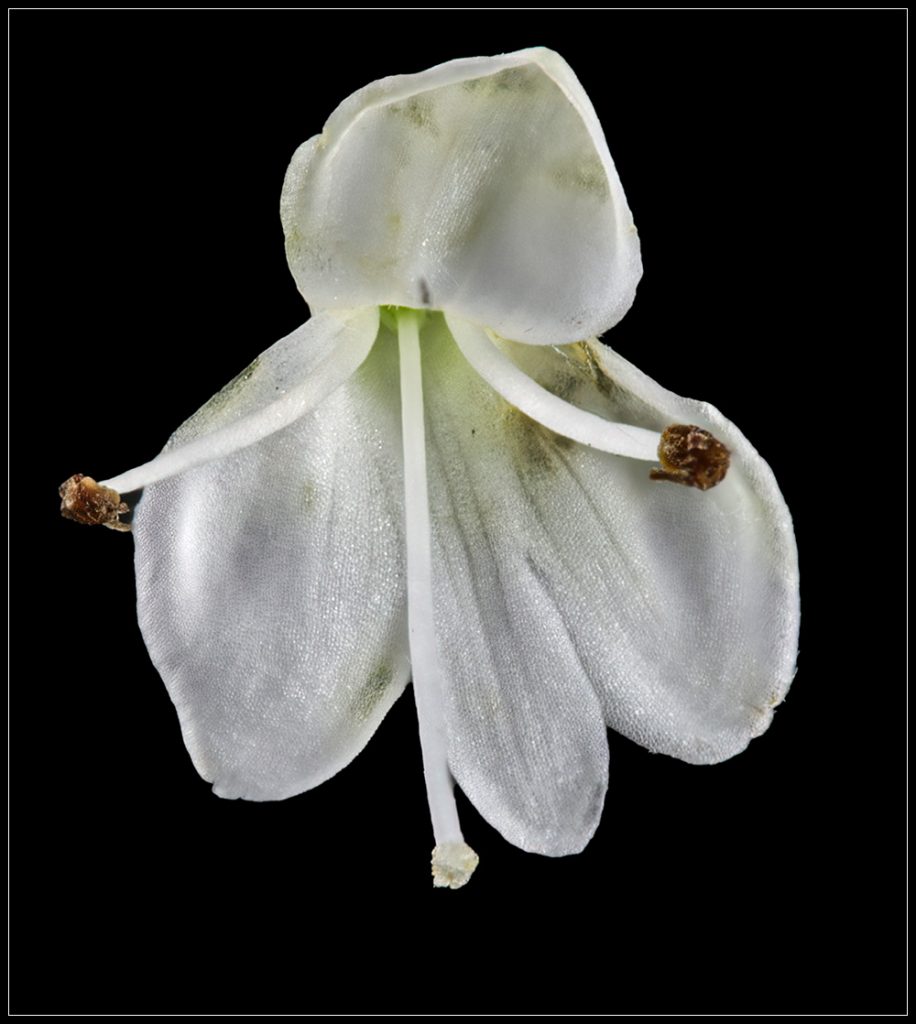 Koromiko, Hebe salicifolia