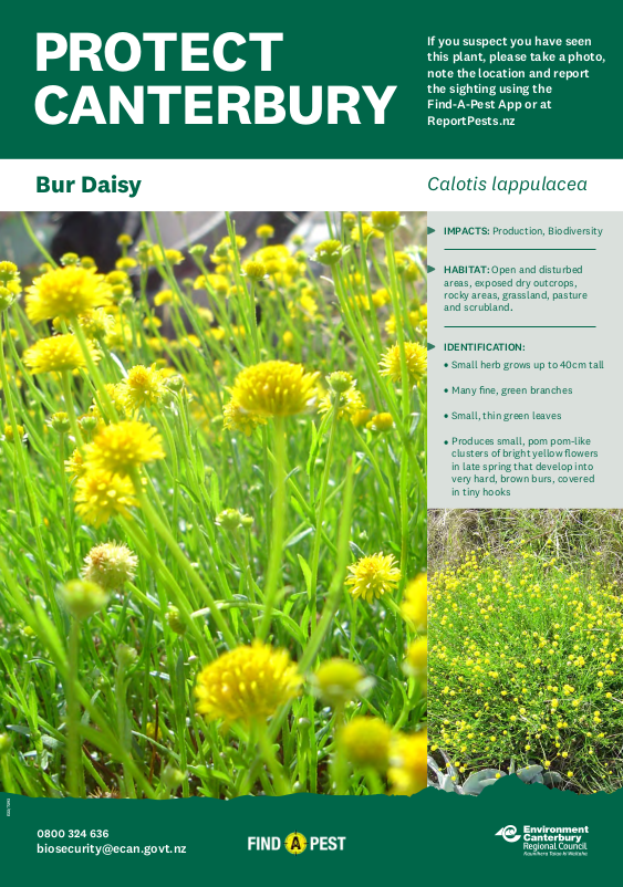Bur Daisy info sheet