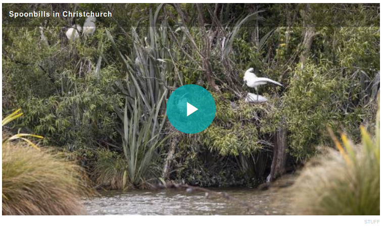 spoonbills in press
