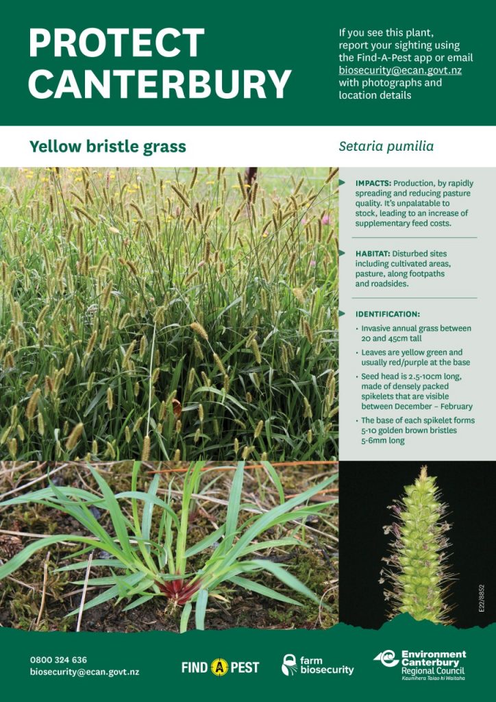 Yellow Bristle Grass