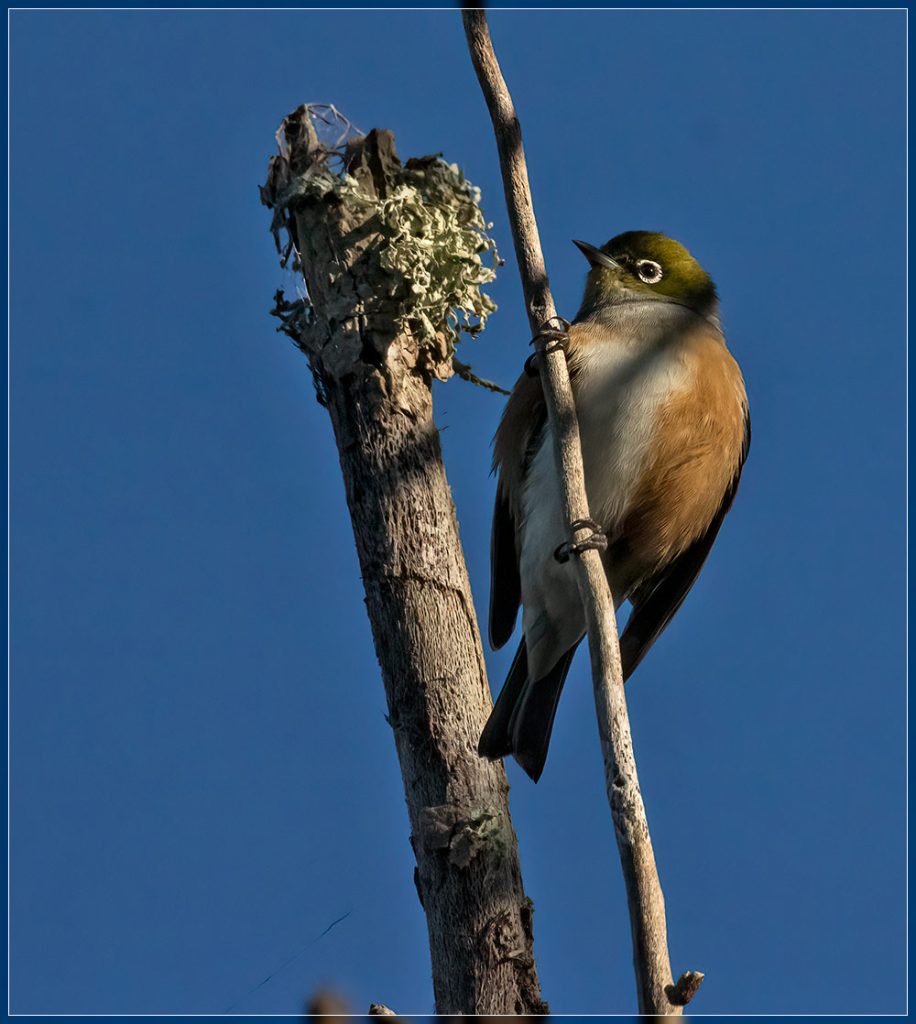 Tauhou (Silvereye)