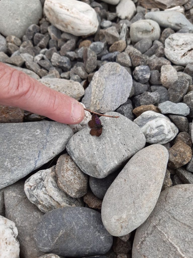 Butterfly and finger for scale