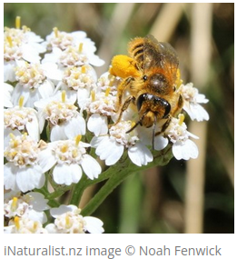 Ngaro huruhuru, Tawny Neso Colletes