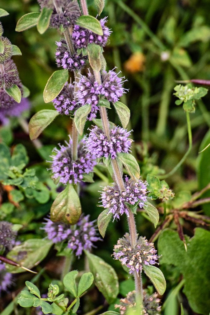 Pennyroyal, Mentha pulegium