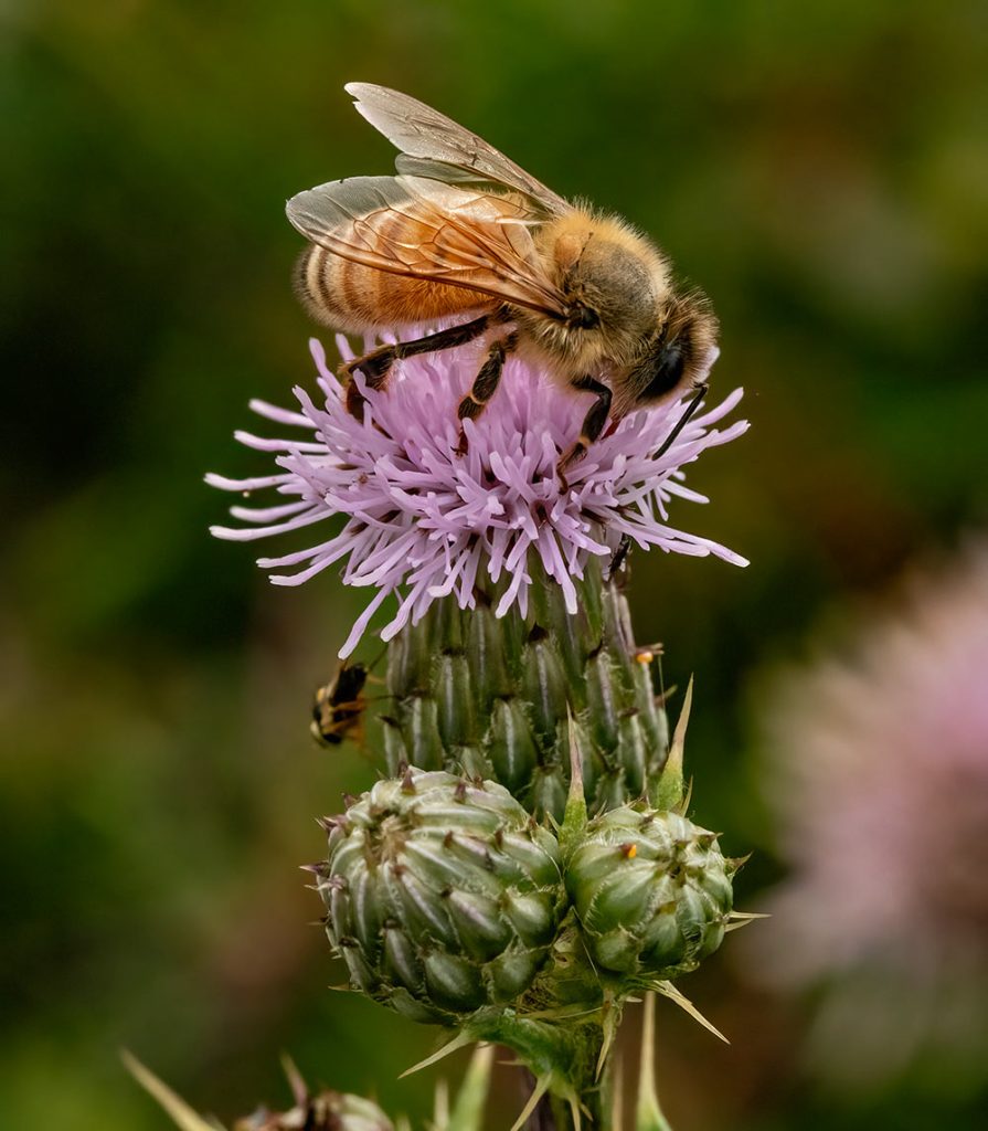Scotch thistle and honey bee