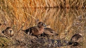Brown teal, pateke