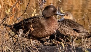 Brown teal, pateke