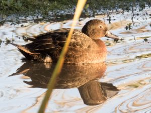 © Simon Fordham / Naturepix, Brown teal, pateke