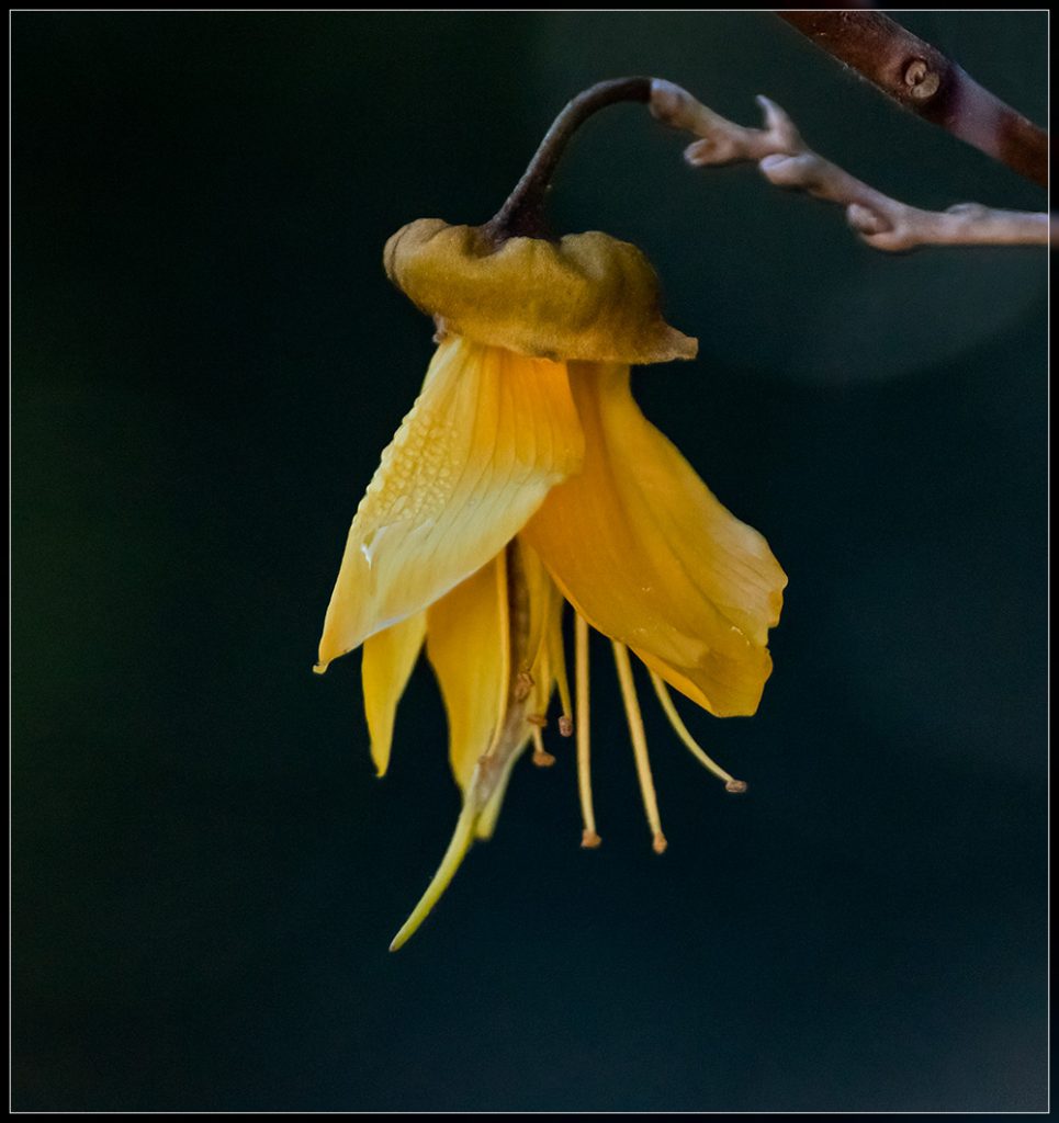 Kōwhai flower