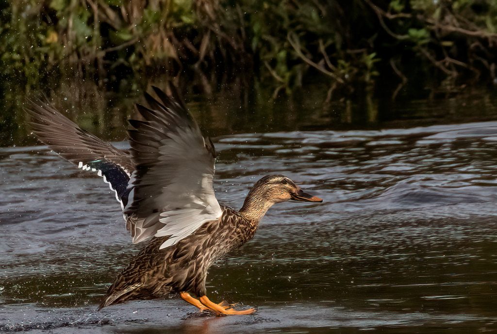 Mallard/grey hybrid, female