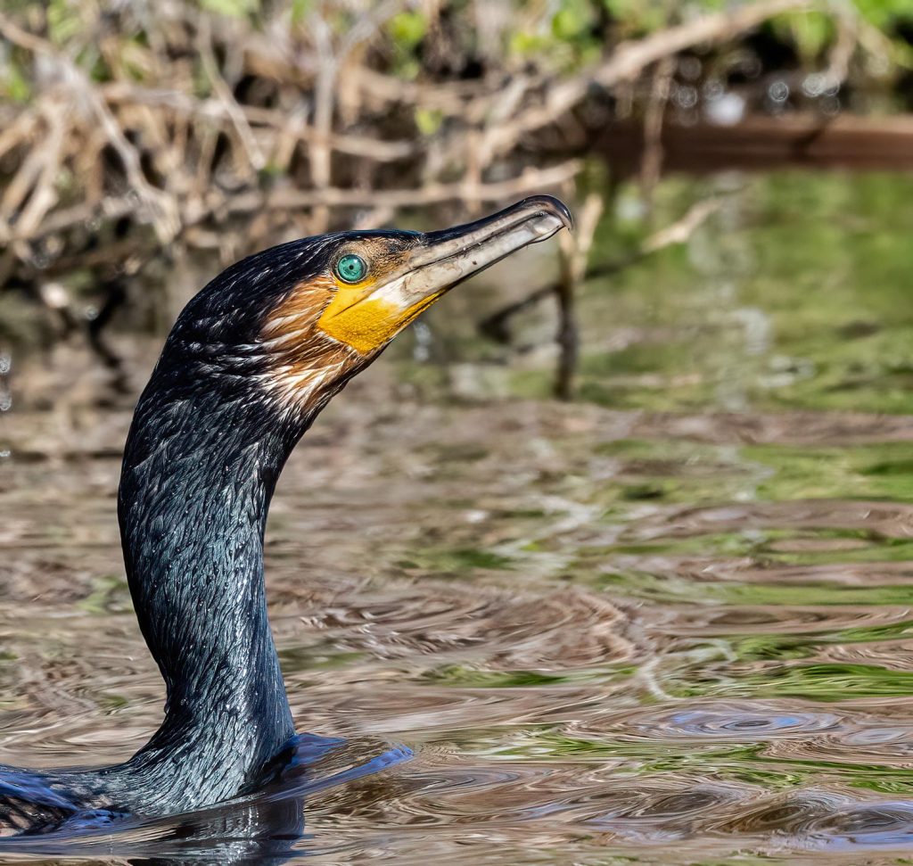 Black shag