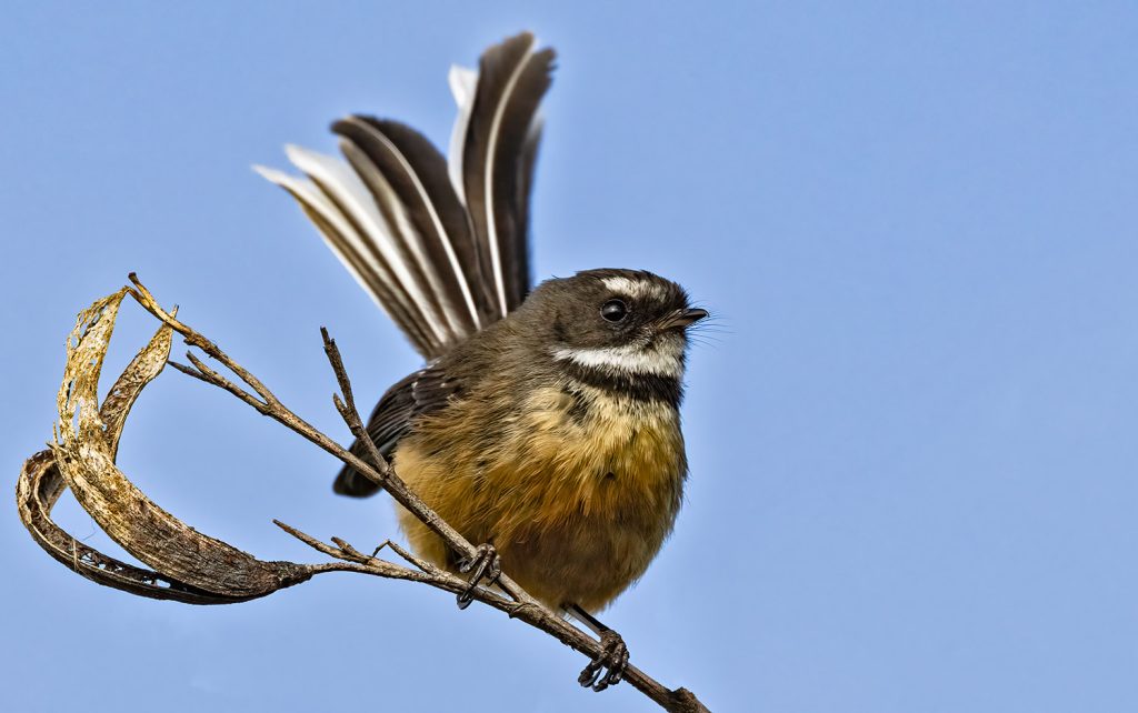Fantail, Pīwakawaka