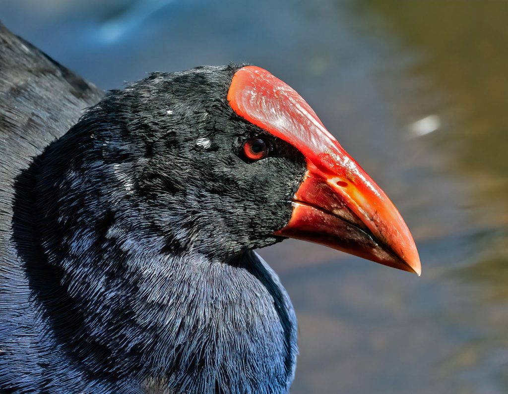 Pūkeko
