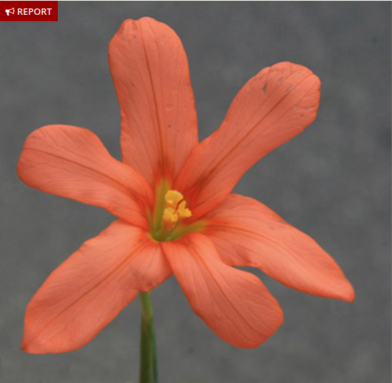 Cape tulip
Moraea flaccida