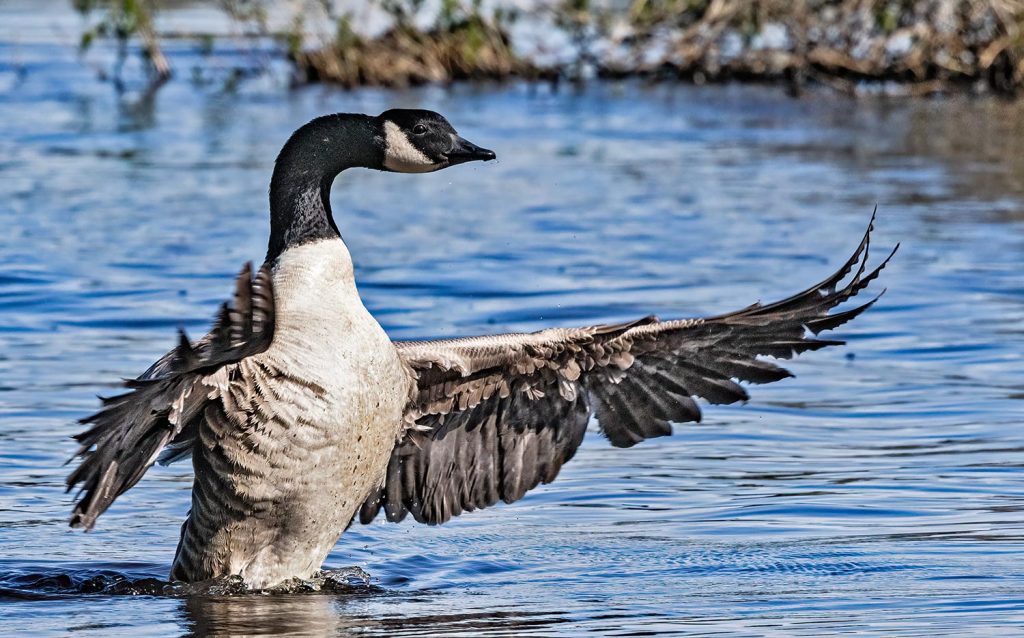 Canada goose