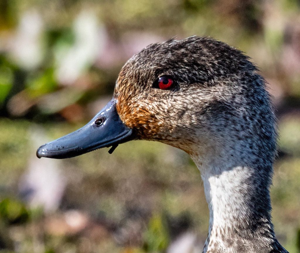 Grey teal, tētē-moroiti