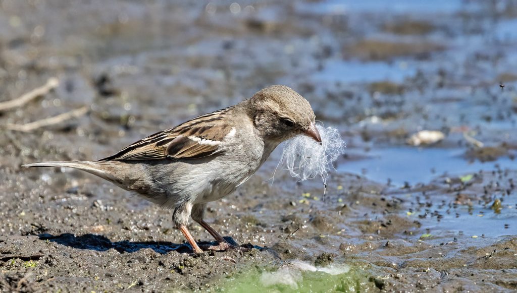 House sparrow