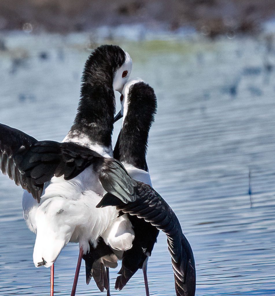 Pied stilts, Poaka