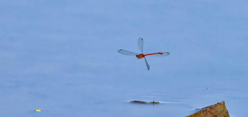 Red damselfly