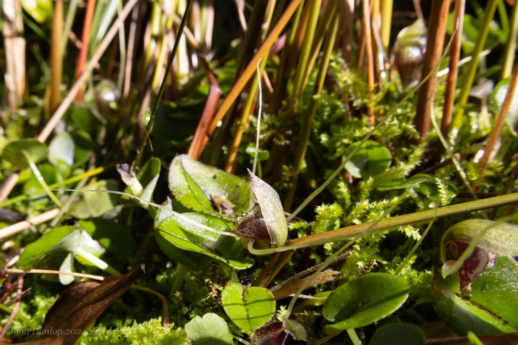 Spider orchid