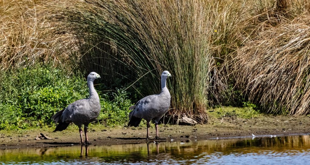 Juvenile Cape Barren geese