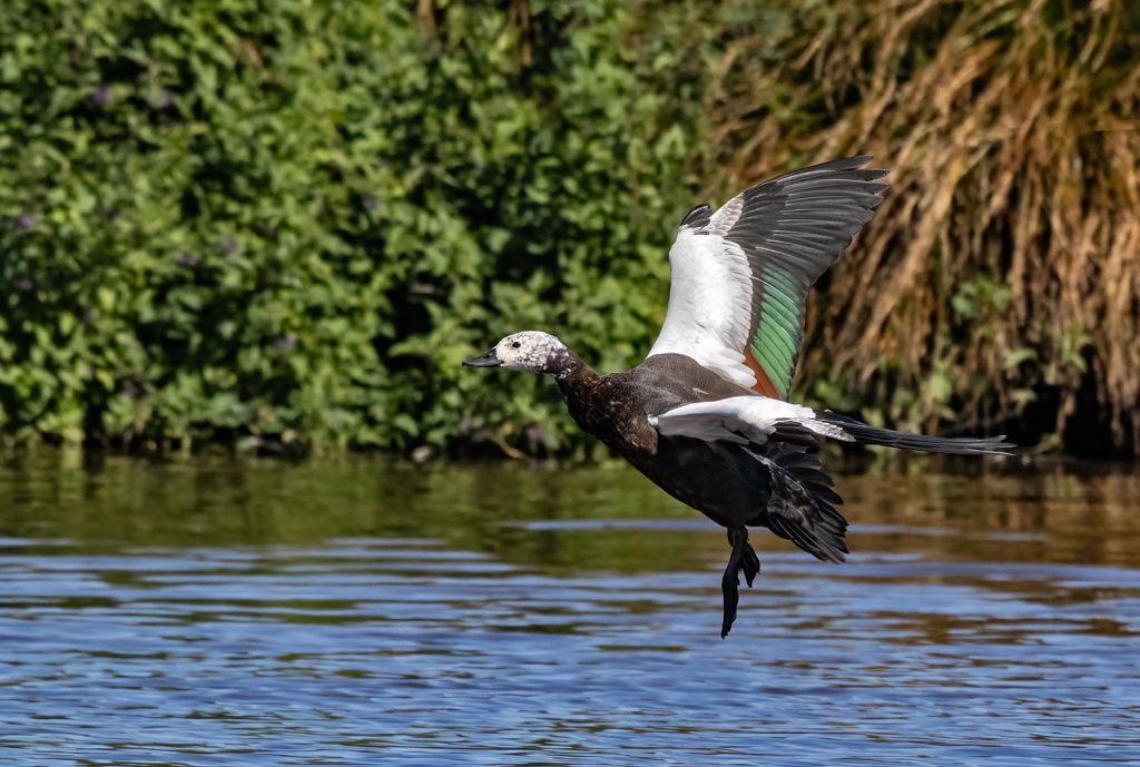Juvenile Paradise Shelduck, Pūtangitangi