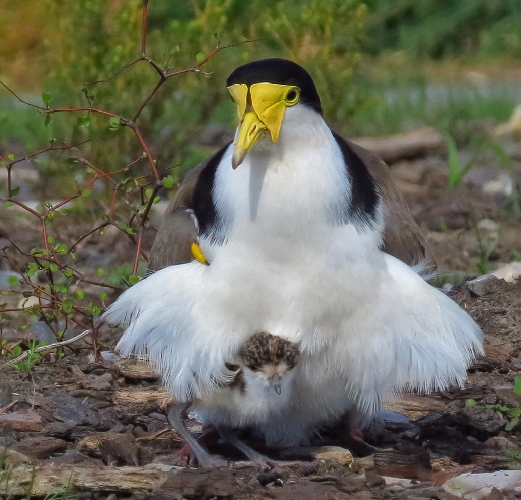 Spur-winged plover with chick