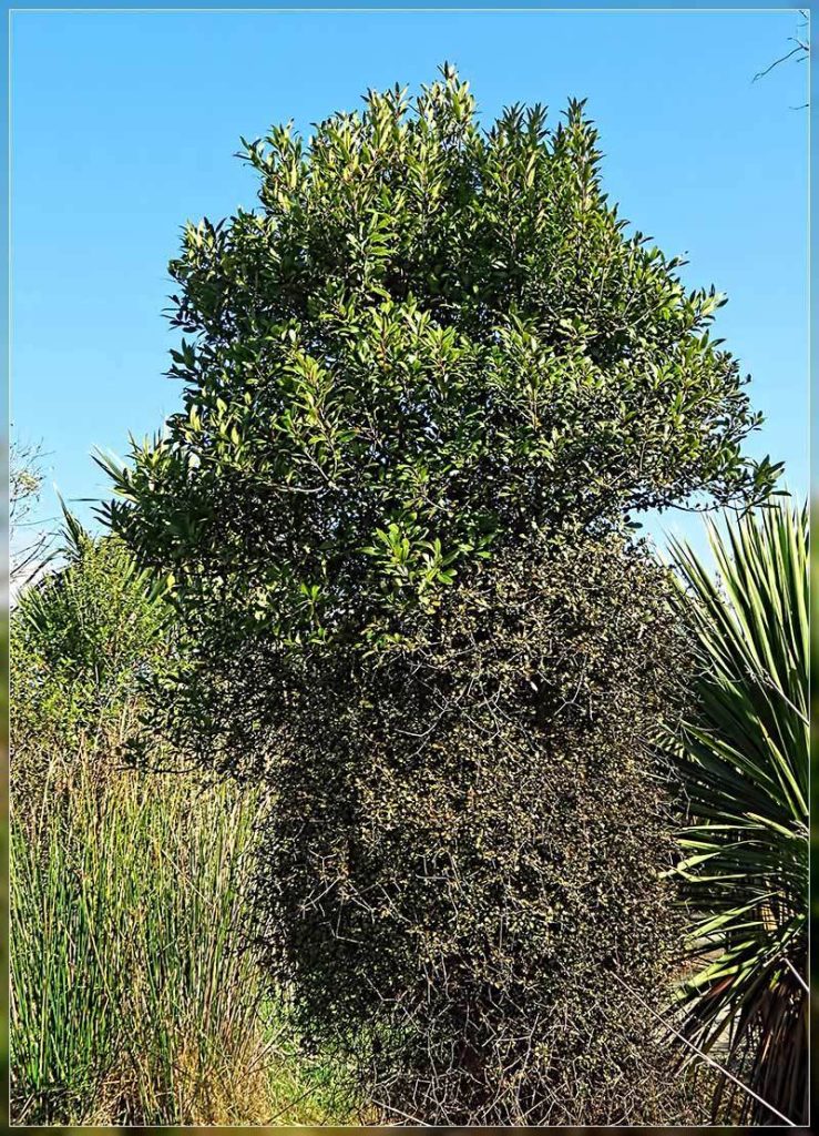 Pōkaka