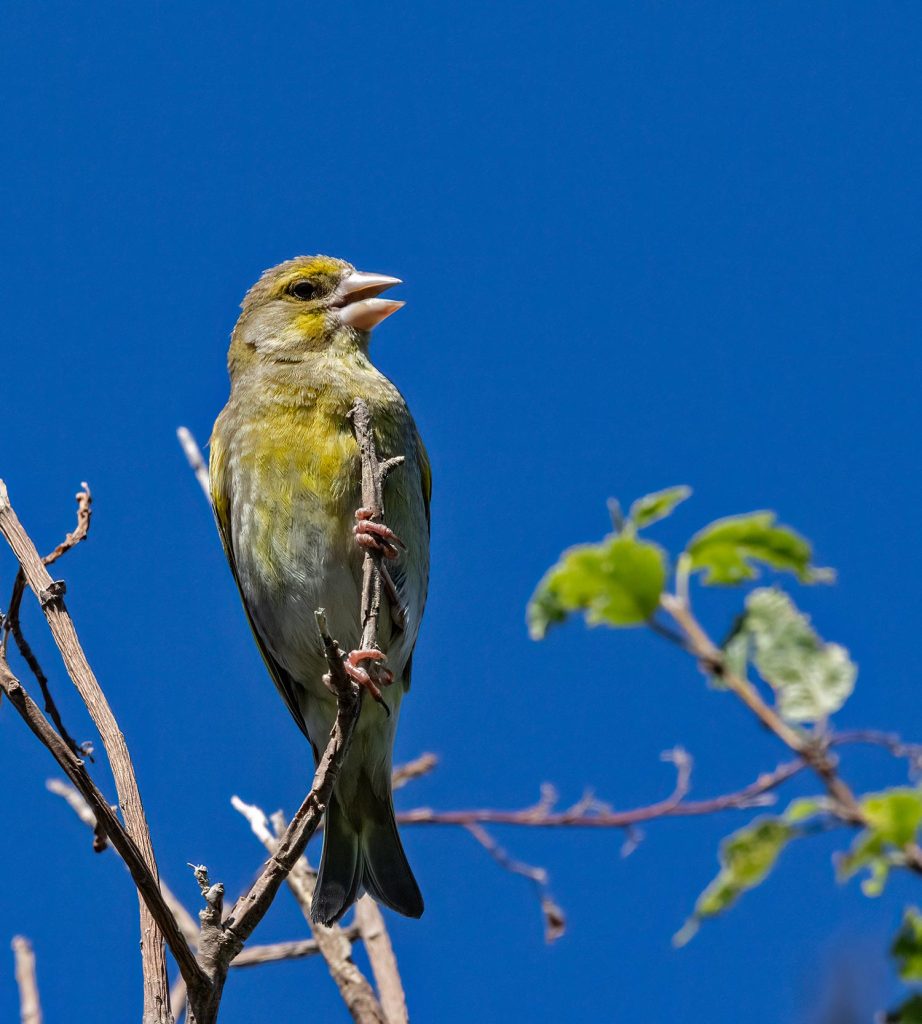Goldfinch (juvenile), Kōurarini