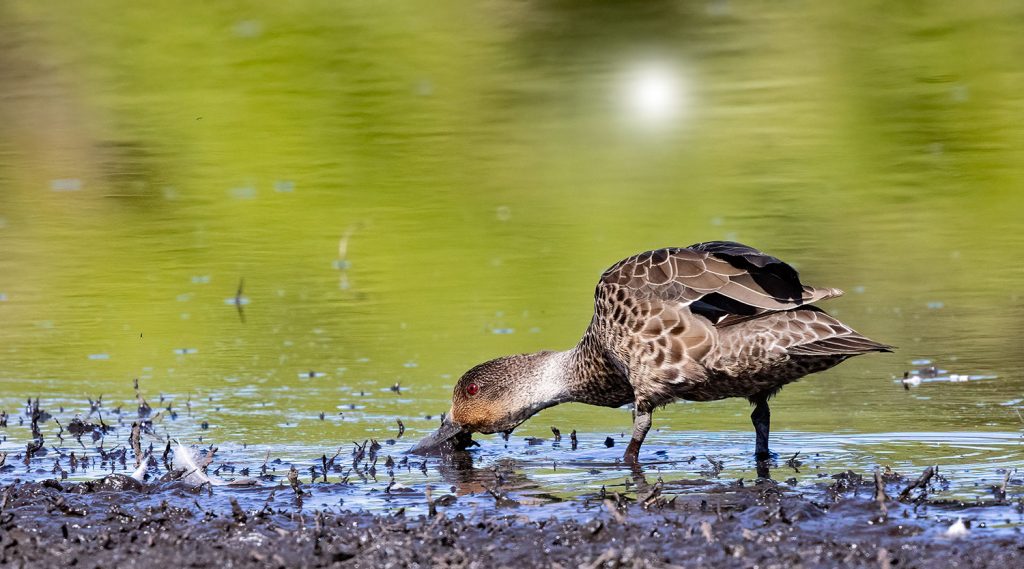 Grey teal, Tētē moroiti