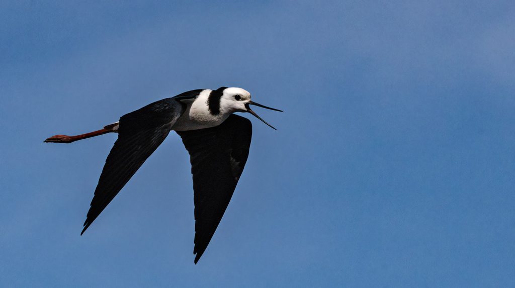 Pied stilt, Poaka