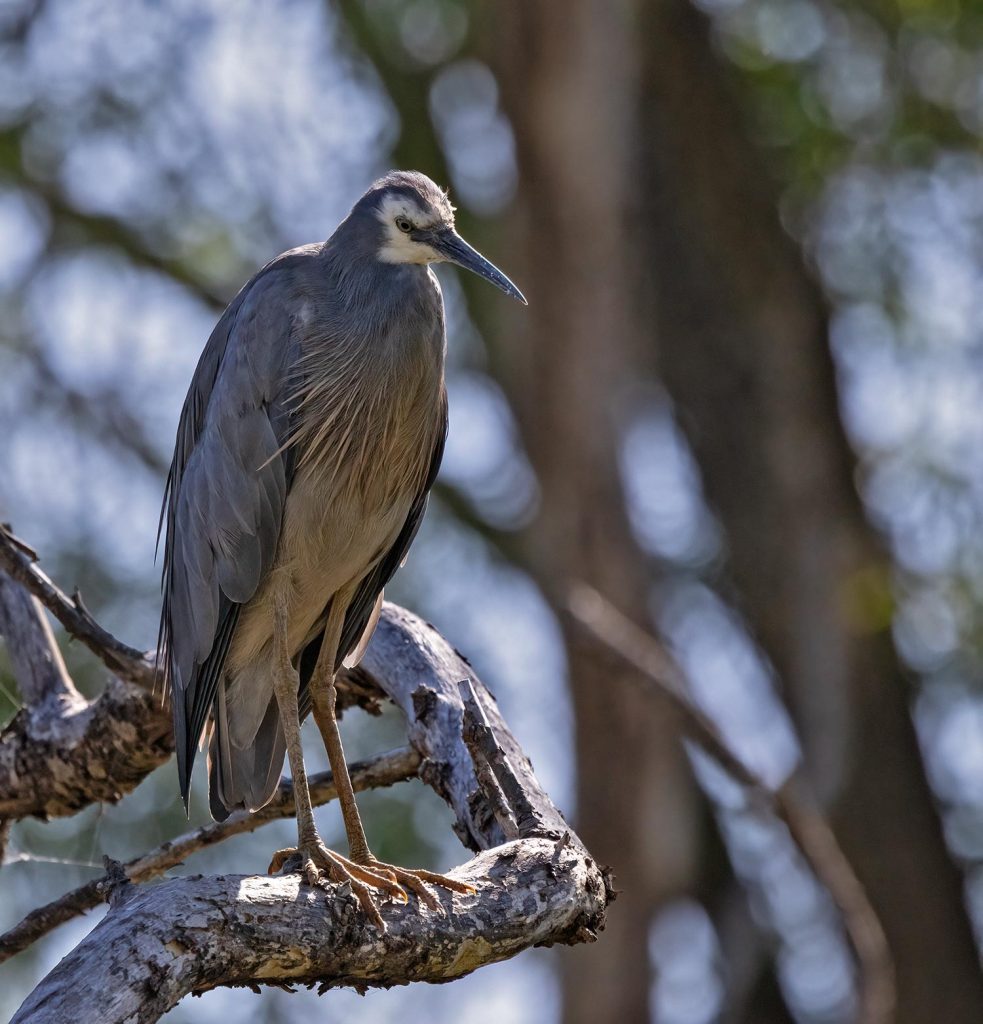 White-faced heron, Matuku moana