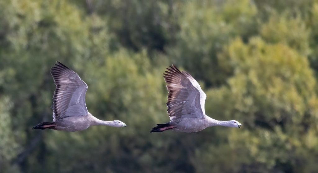 Cape Barren Geese