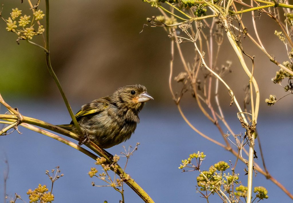 Juvenile goldfinch