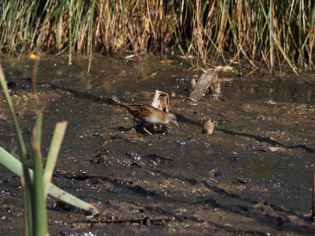 Marsh crake feeding