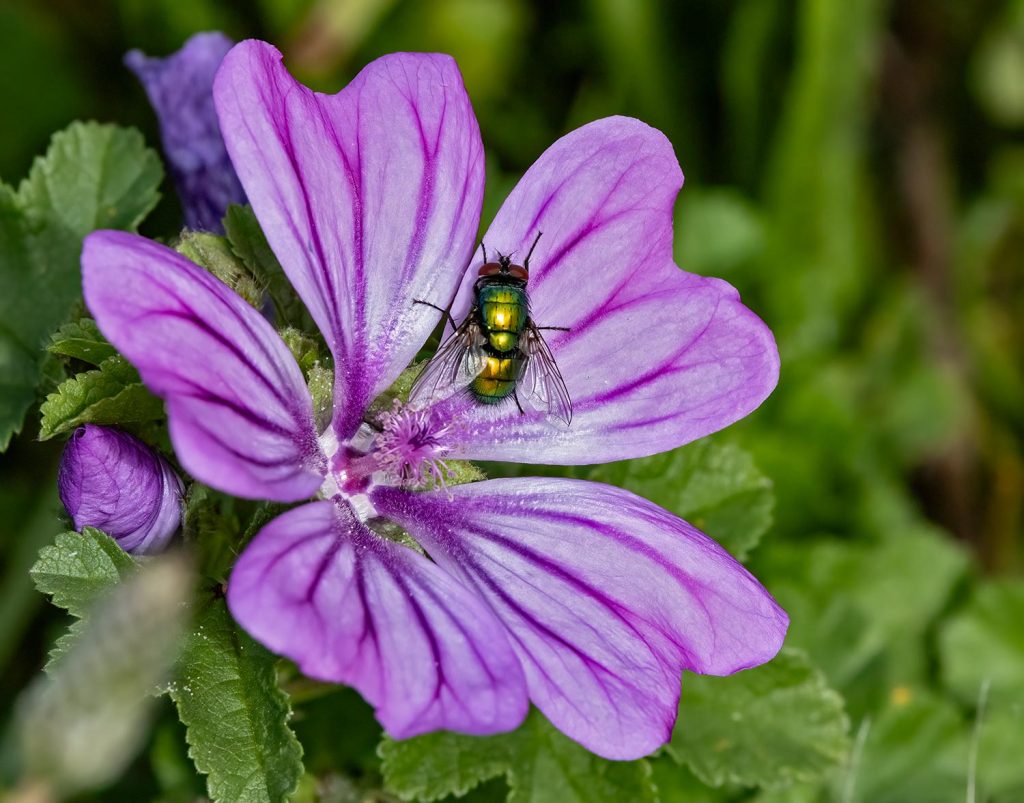 Lucilia fly on mallow flower