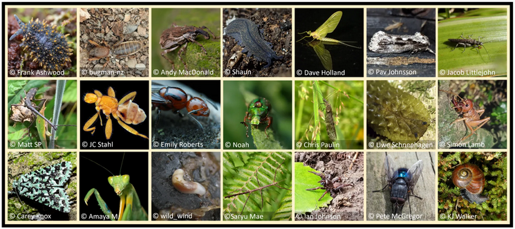 Bug of the year 2025 choices