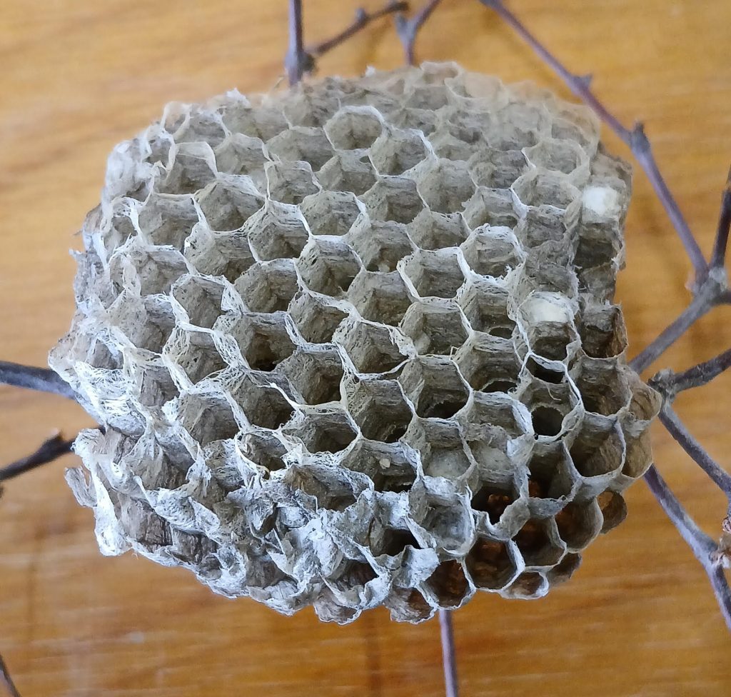 Paper wasp nest