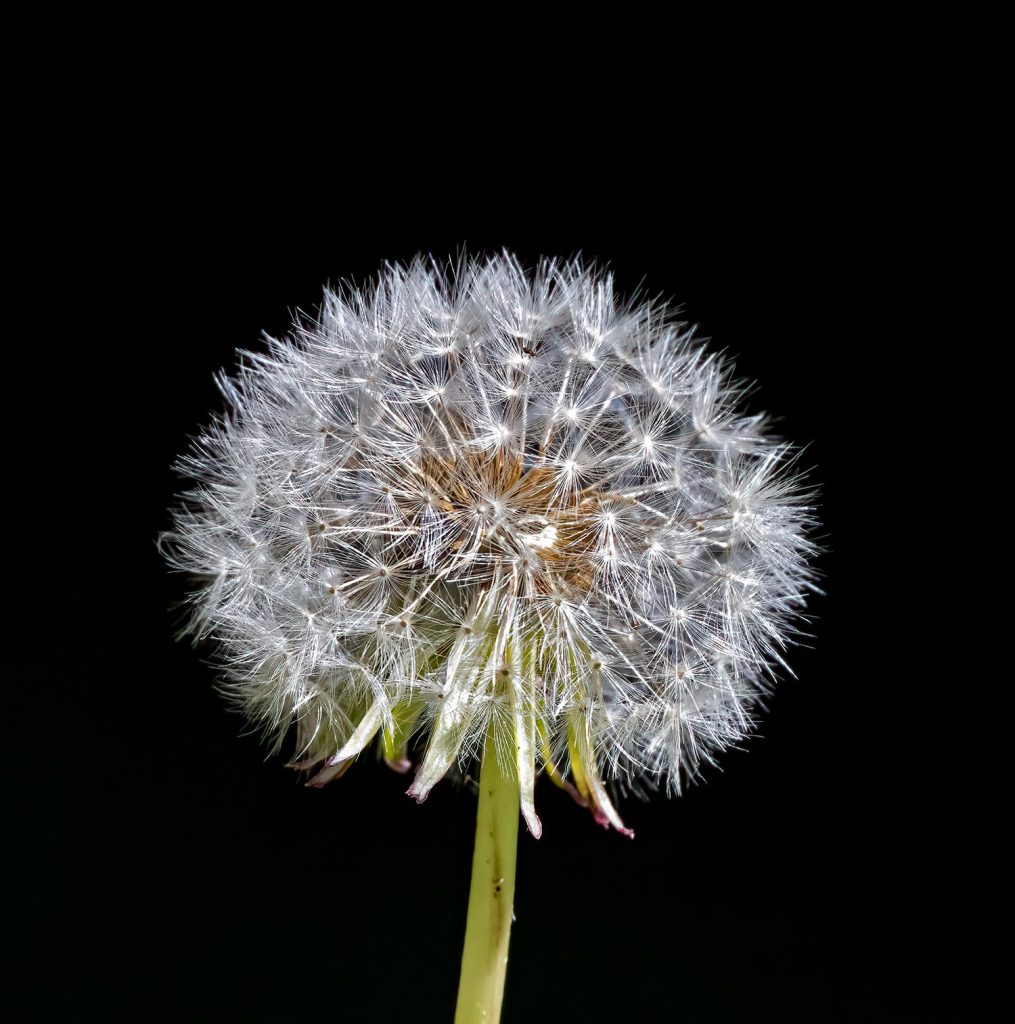 Dandelion seed head.