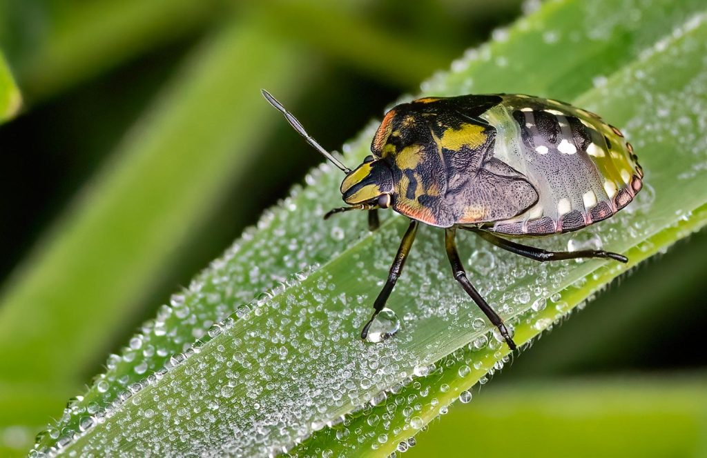 Green vegetable bug, Nezra viridula. This is an early instar, adult is green.