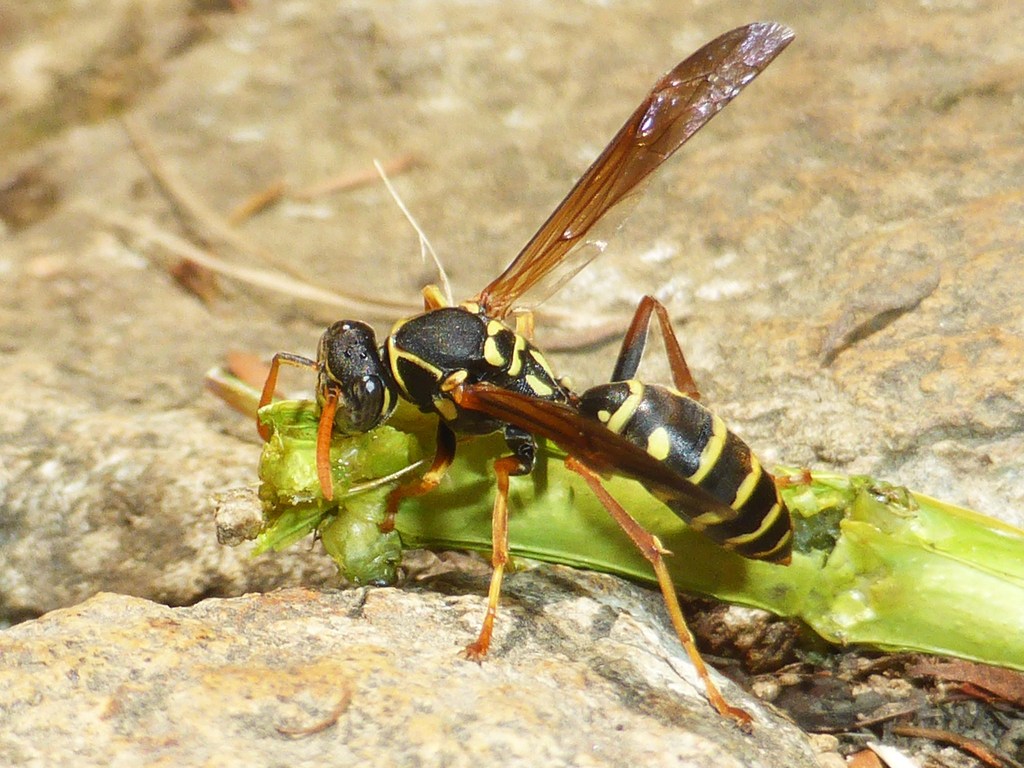A paper wasp preying on a stick insect
