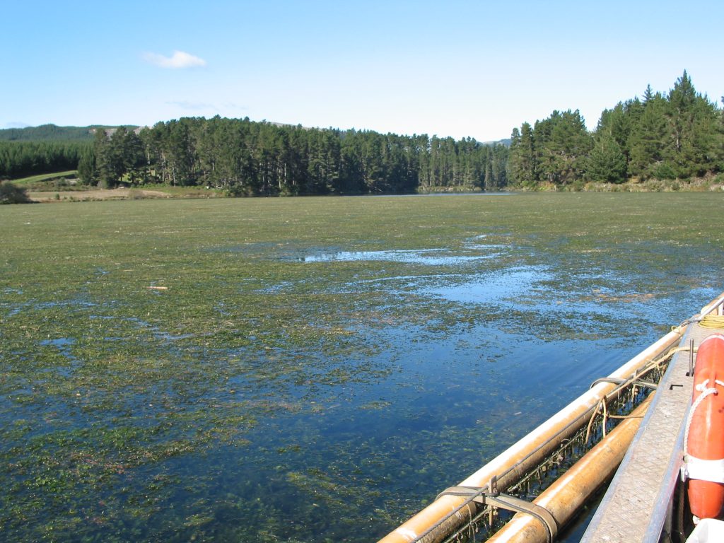Hornwort on Lake Whakamaru