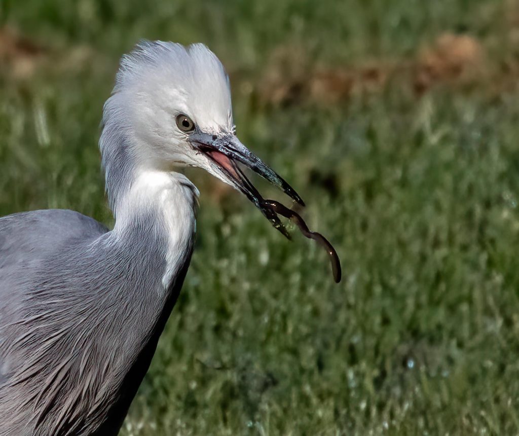 White-faced heron gobbling a worm