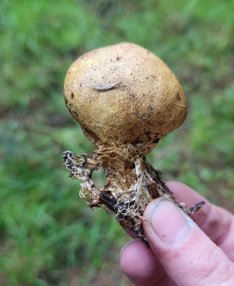 Earthball fungi, genus Scleroderma