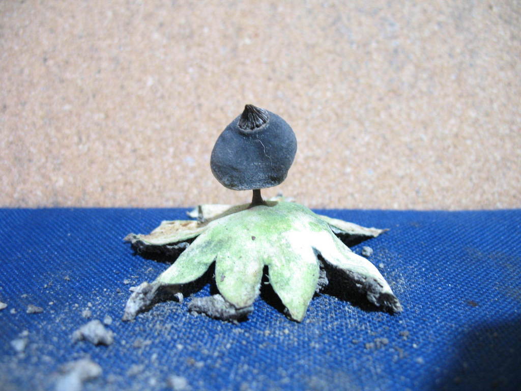 Earthstar fungus, genus Geastrum