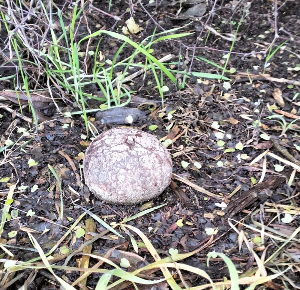 True puffball fungi, genus Bovista