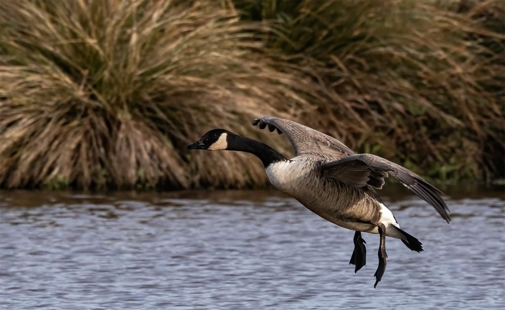 Canada goose